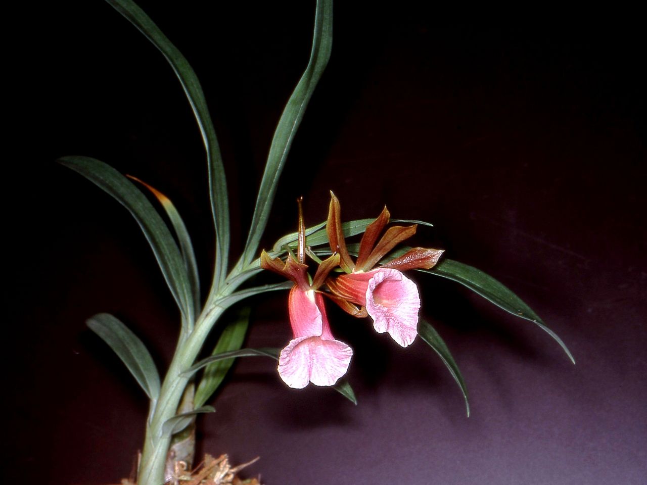 Galeandra stangeana
