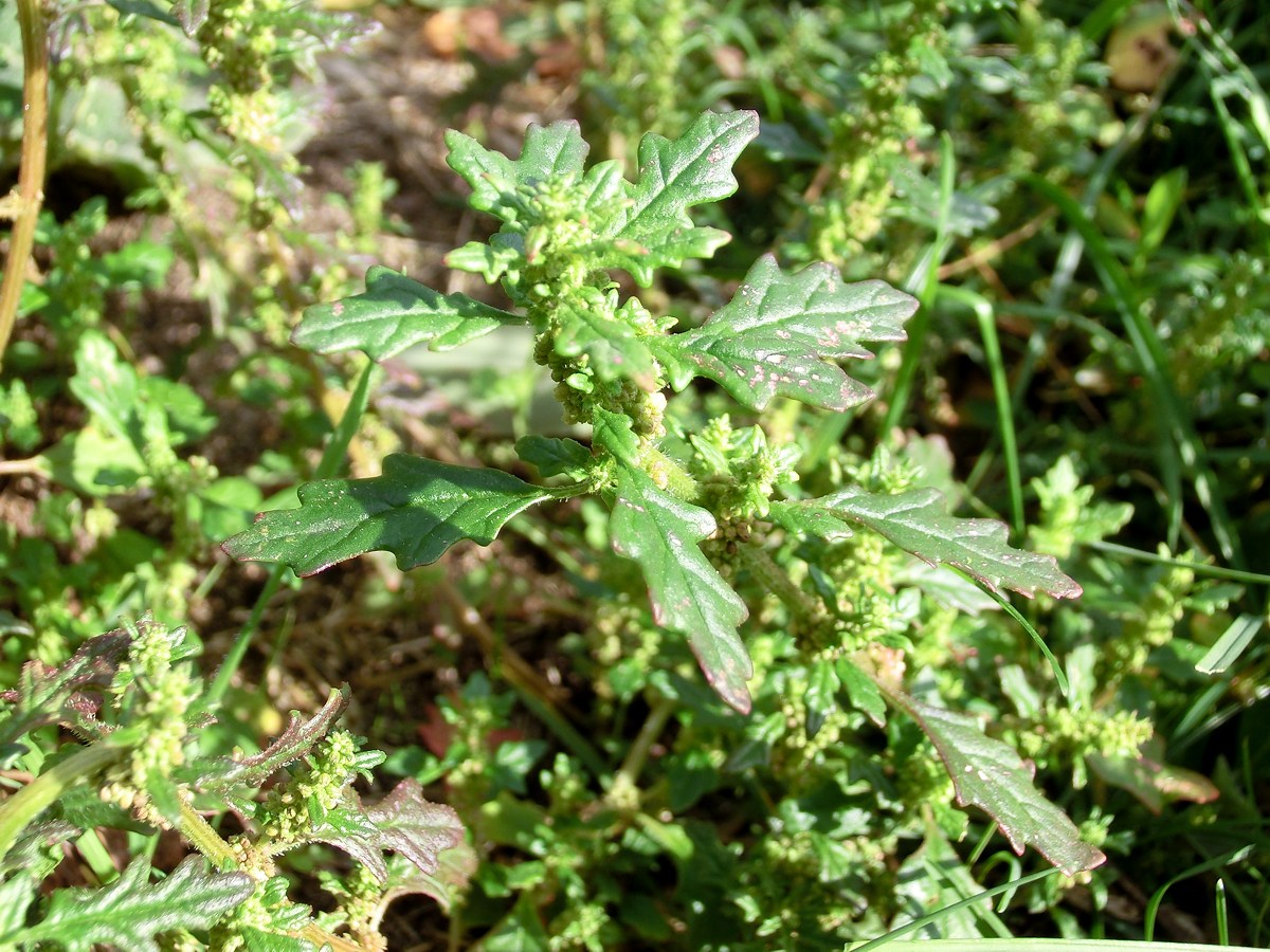 Dysphania pumilio