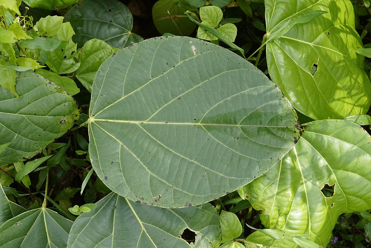 Anamirta