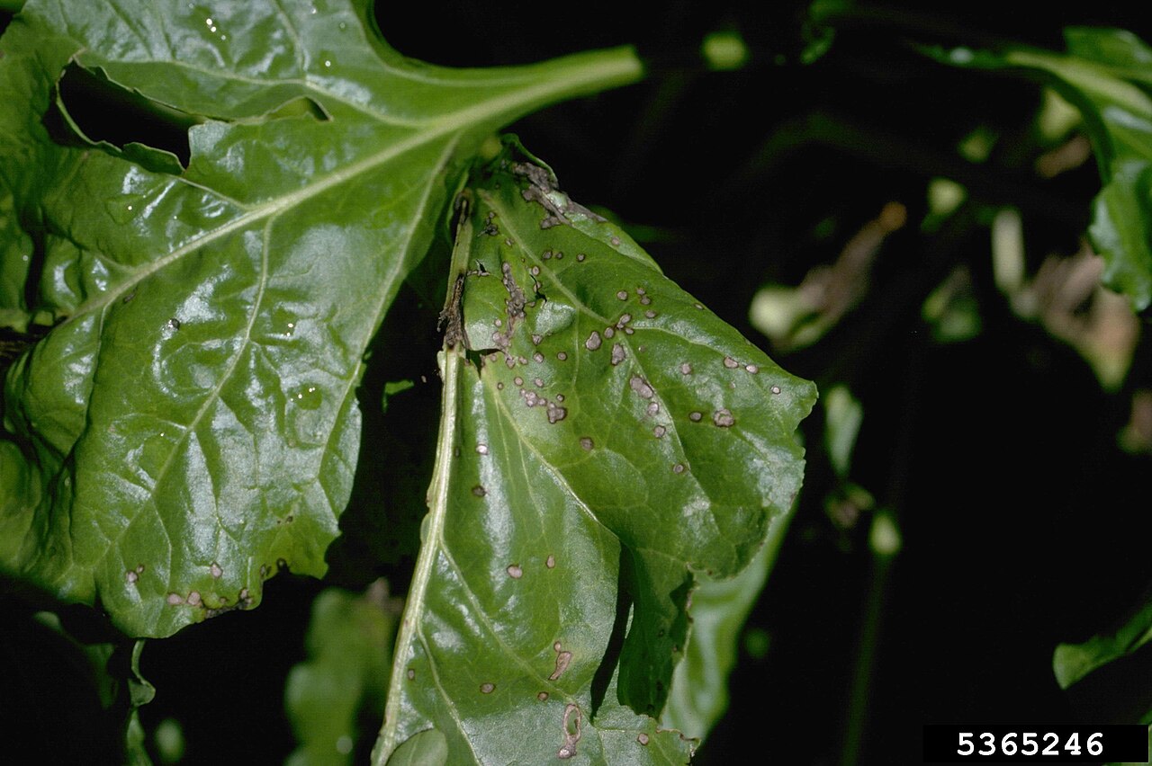 Cercospora beticola