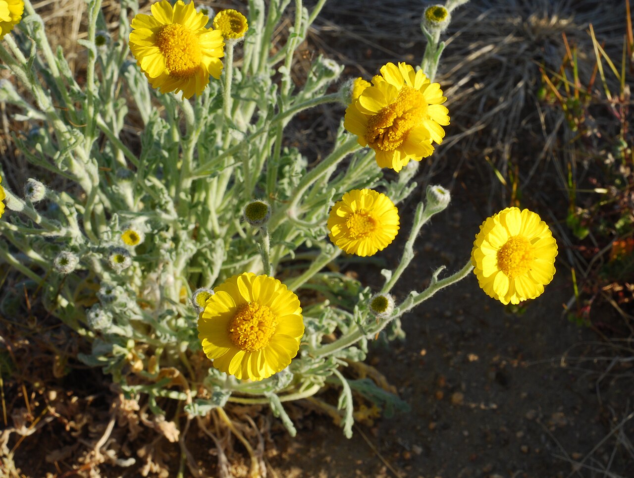 Baileya pleniradiata