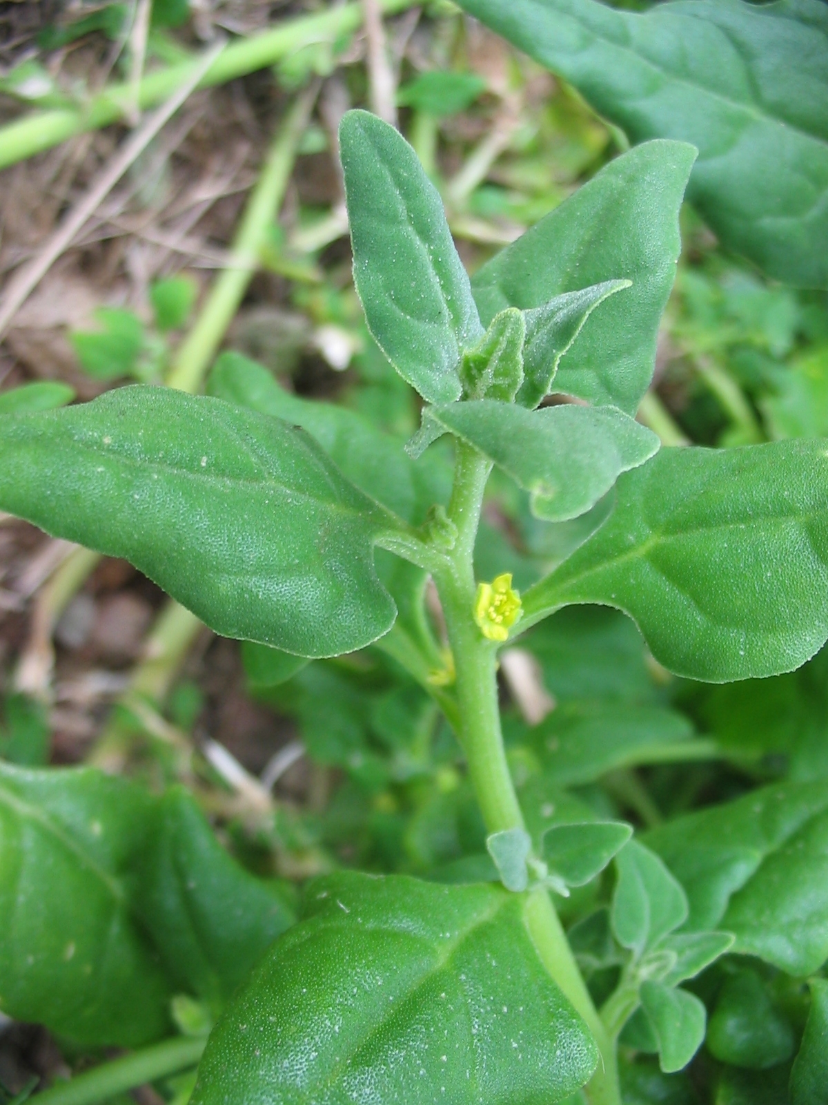 Tetragonia expansa