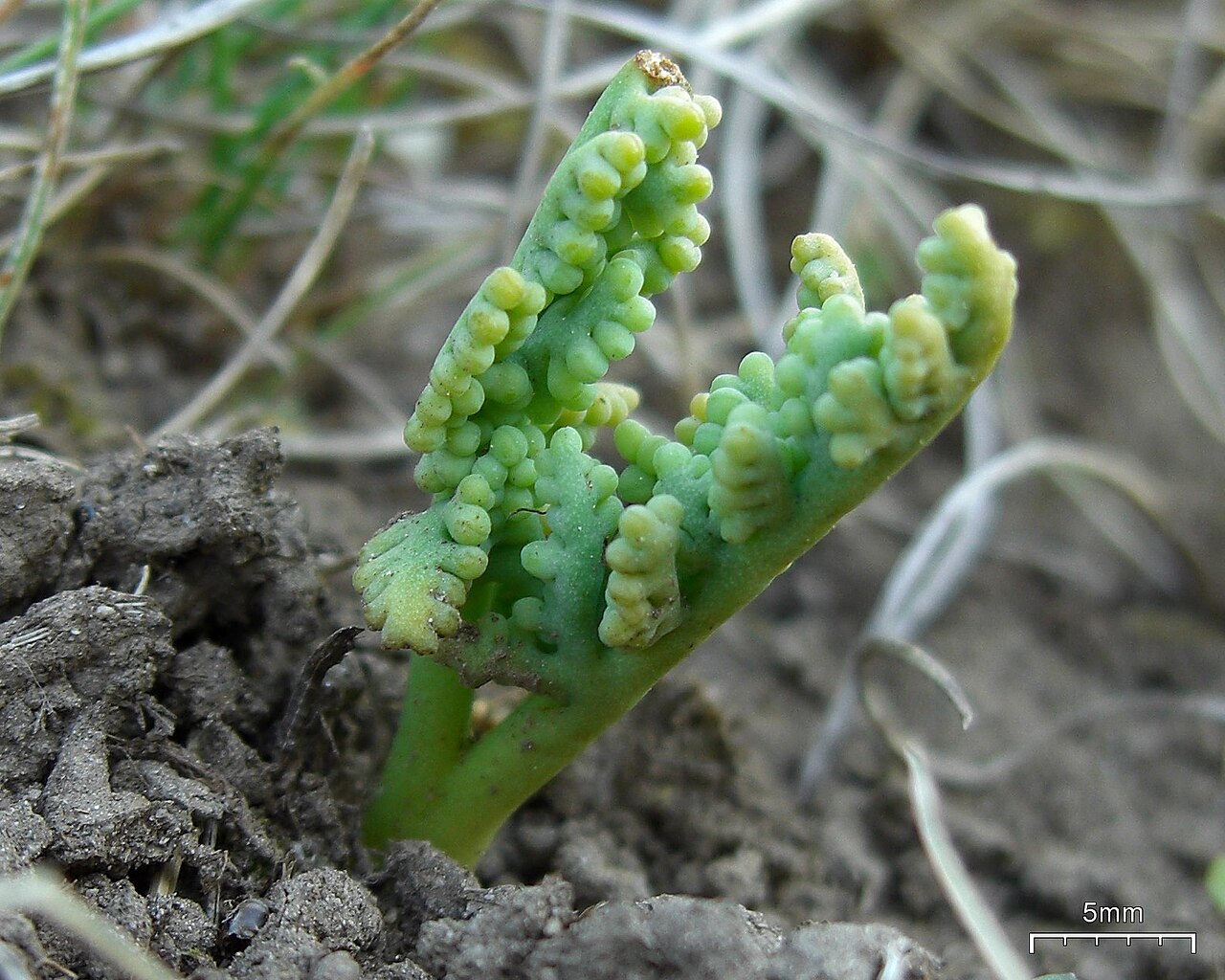 Botrychium paradoxum