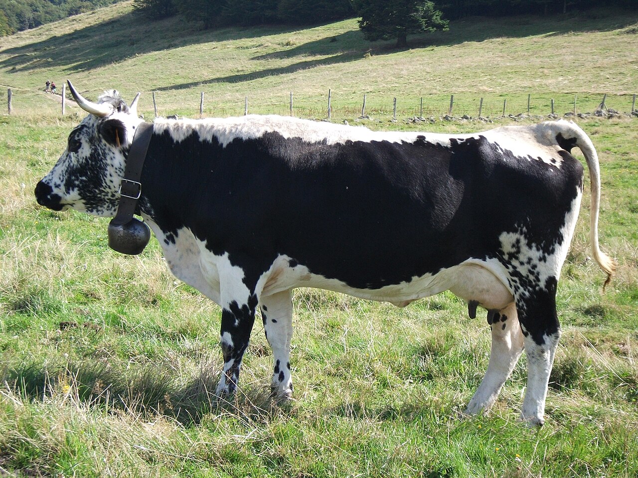 Vosges cattle