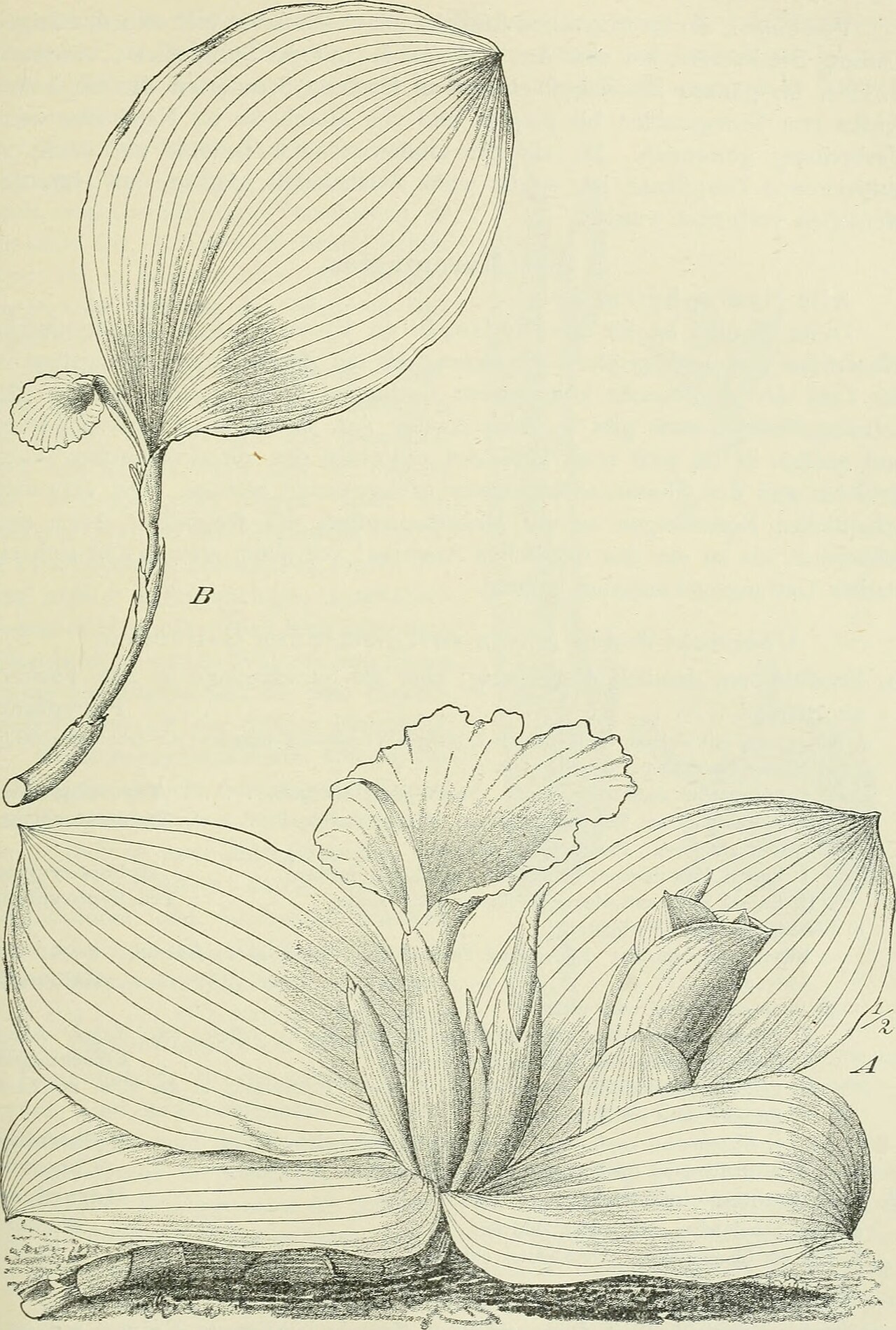 Costus macranthus
