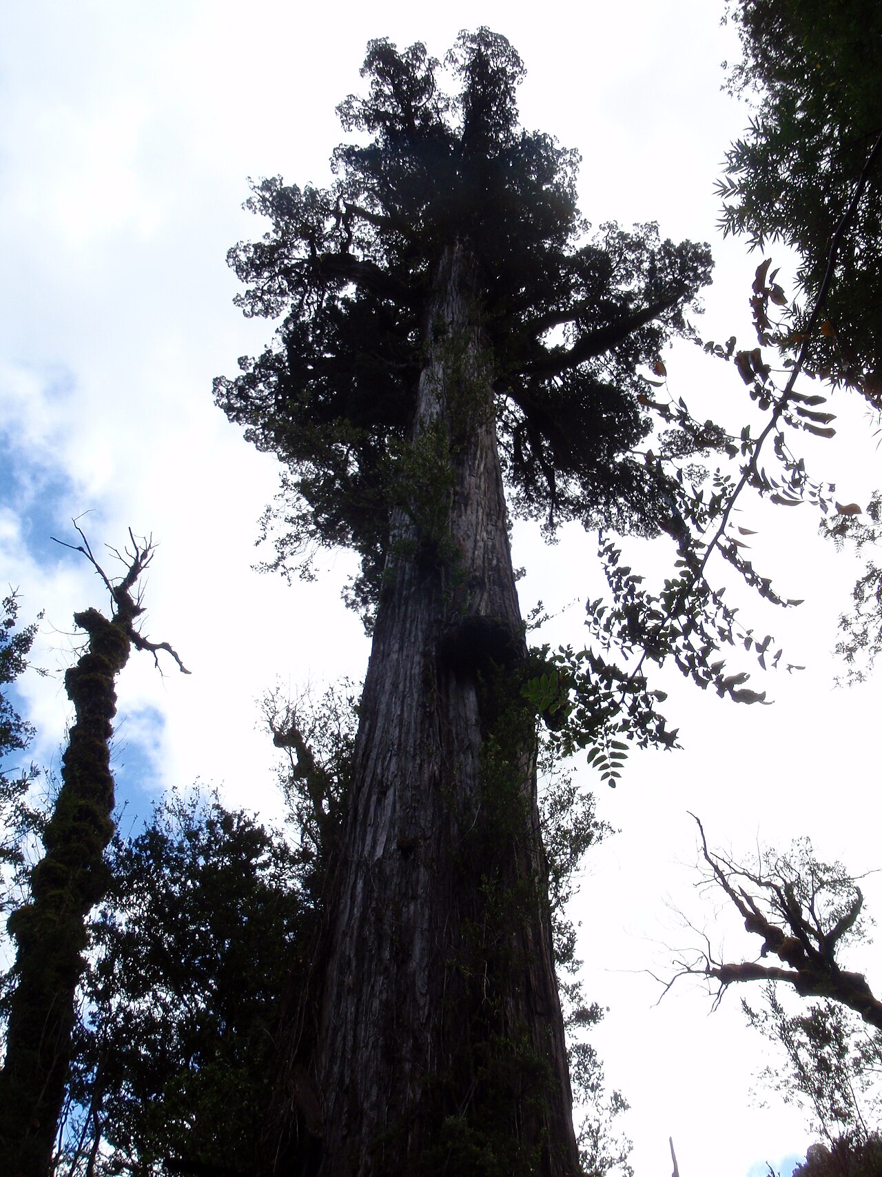 Fitzroya cupressoides