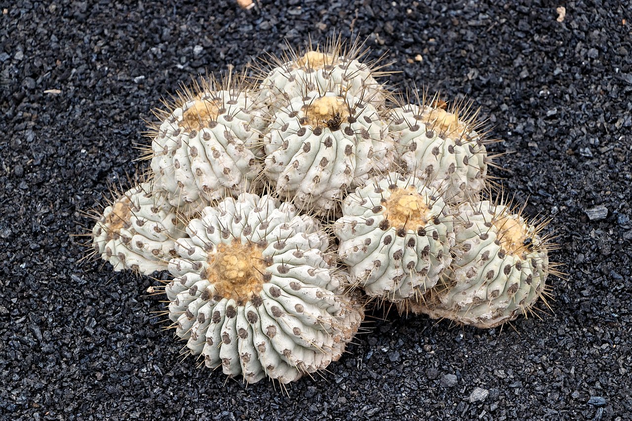 Copiapoa cinerea