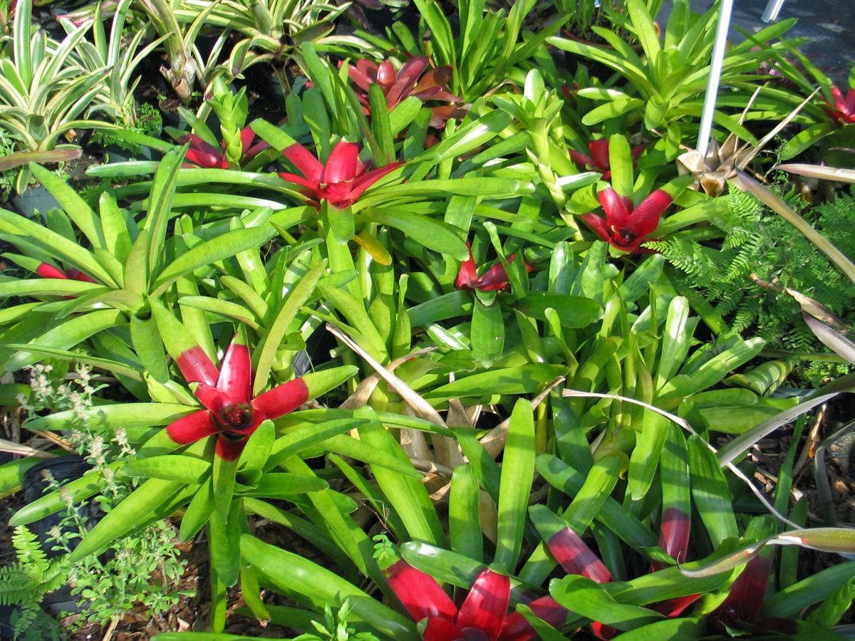 Neoregelia mcwilliamsii