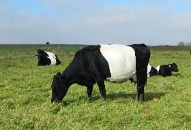 Dutch Belted