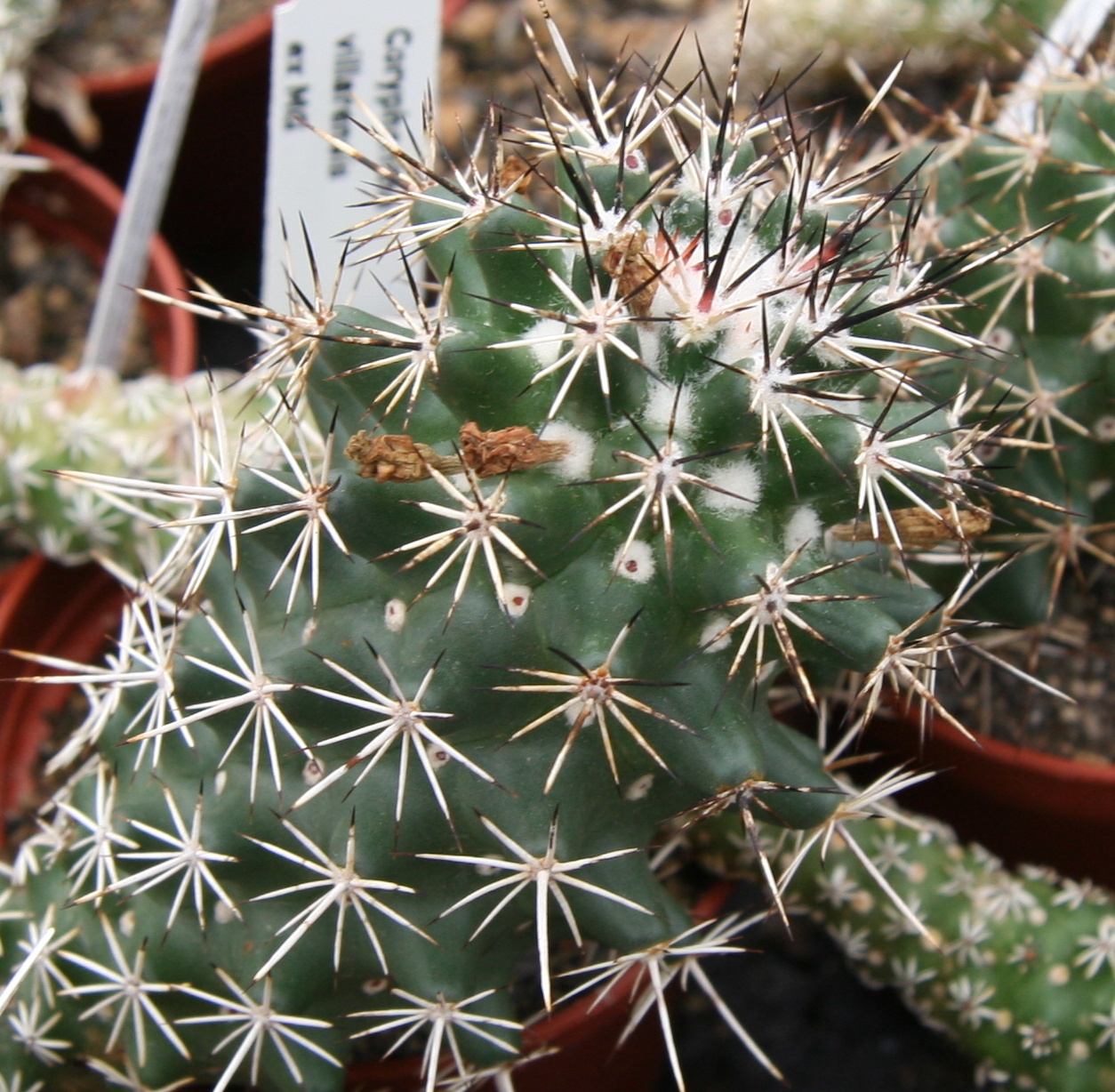 Coryphantha georgii
