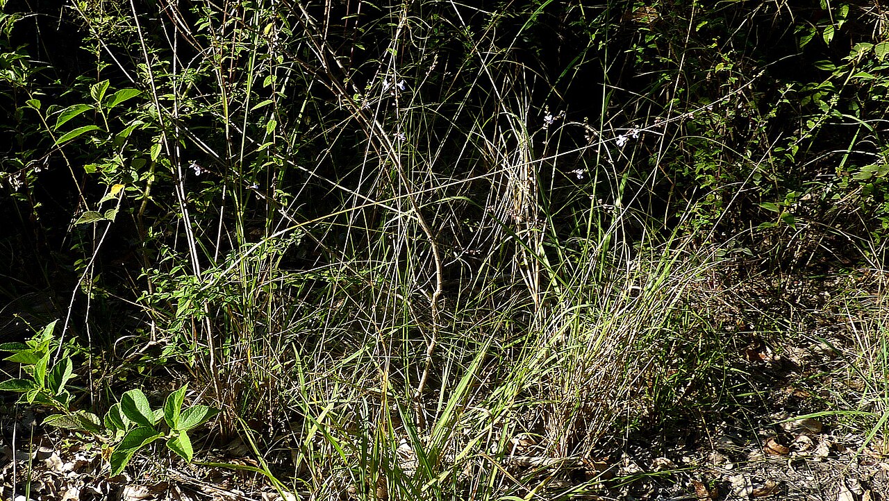 Hypenia salzmannii