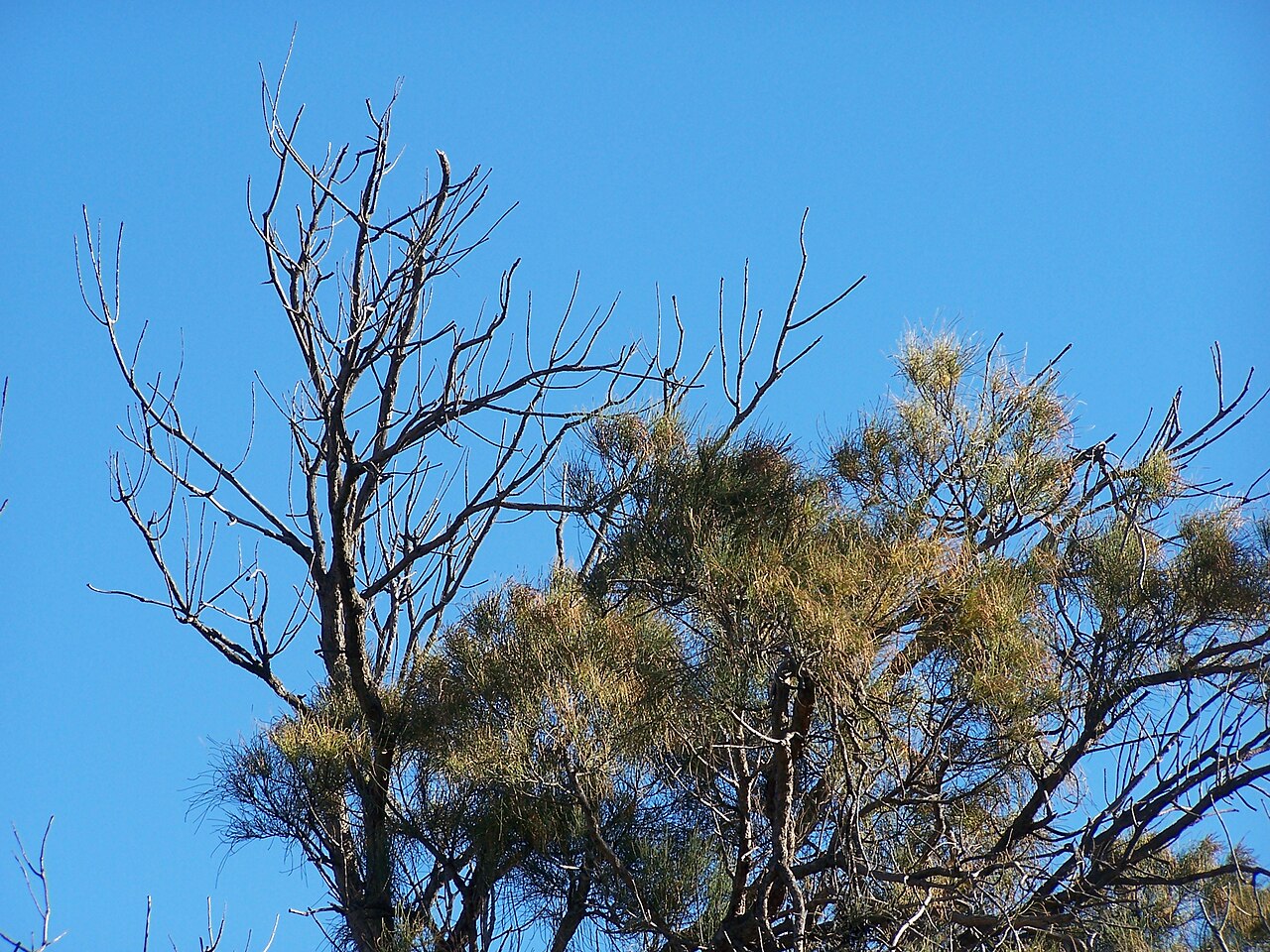 Allocasuarina fraseriana