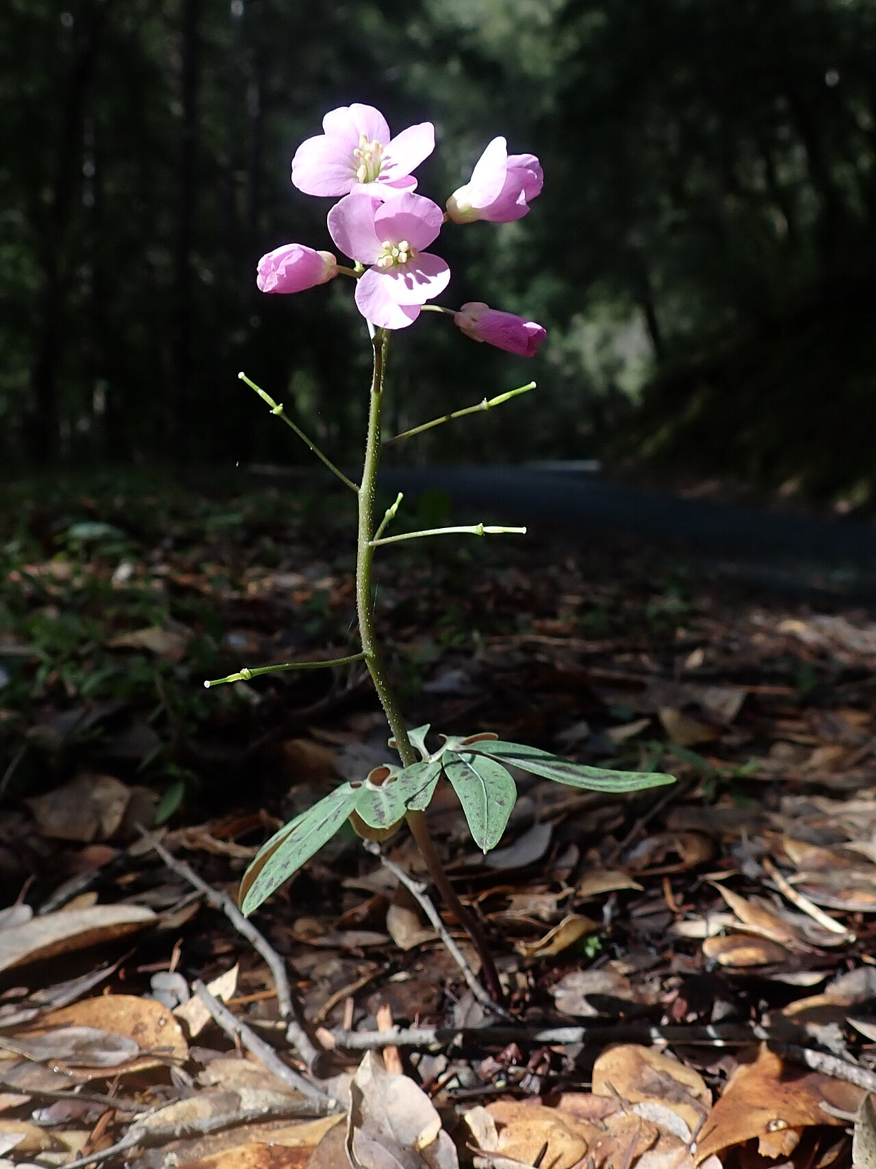 Cardamine californica