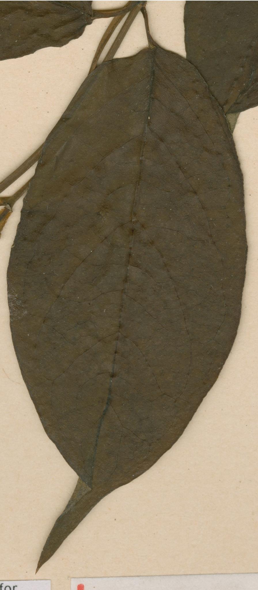 Cryptolepis sanguinolenta