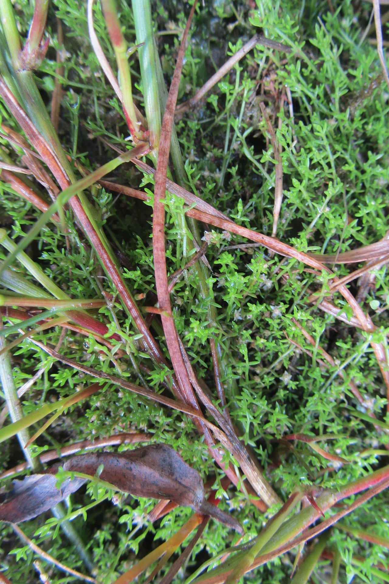 Crassula ruamahanga