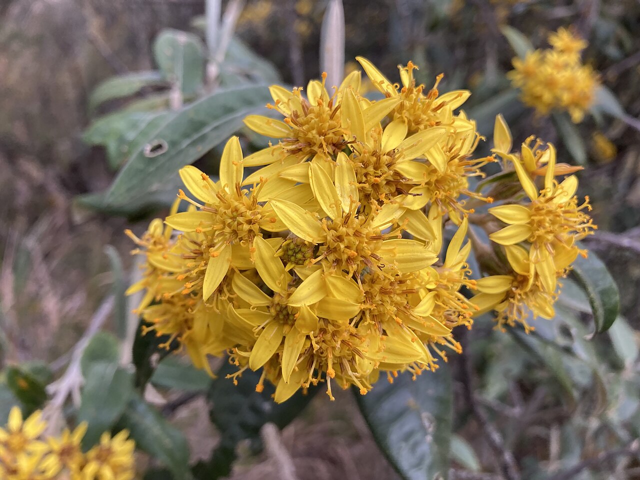 Gynoxys multibracteifera