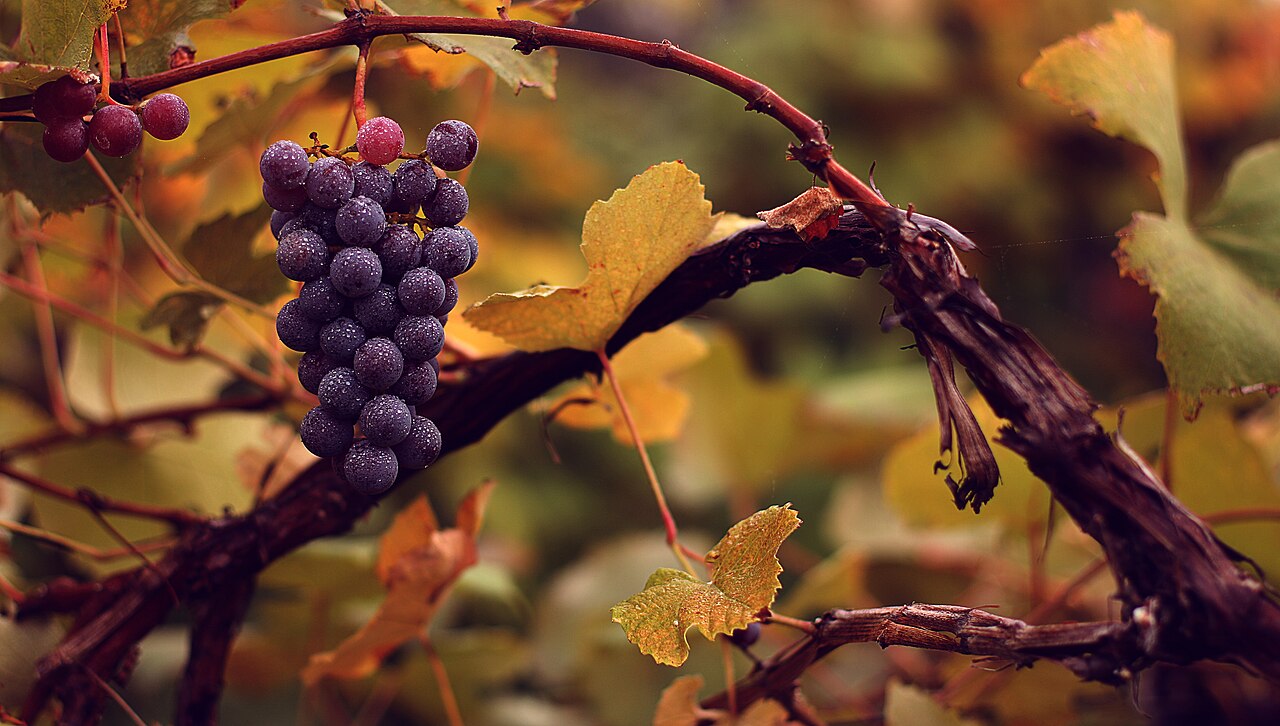 Vitis vinifera