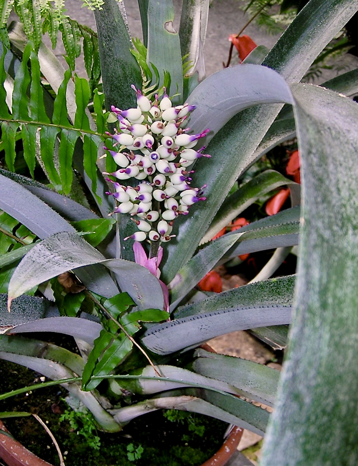 Aechmea castelnavii