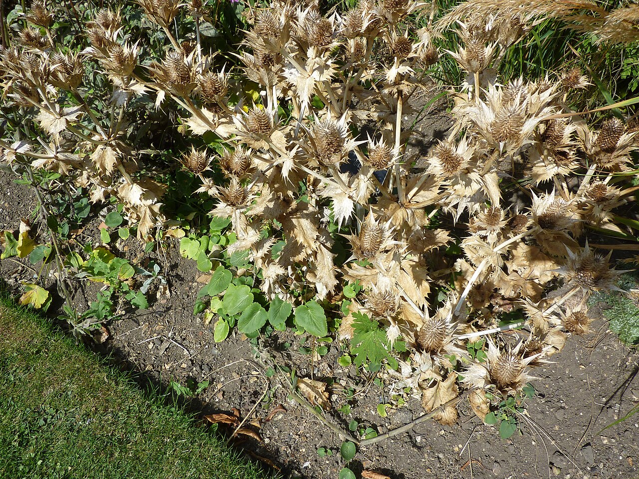 Eryngium giganteum