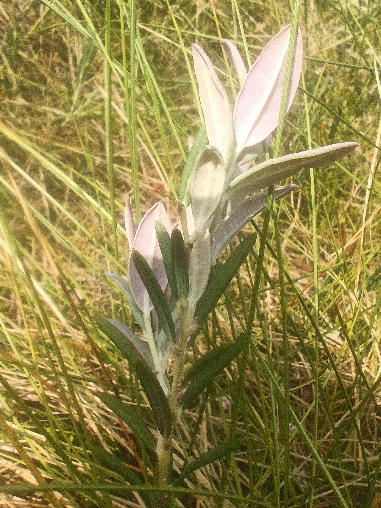 Exobasidium sundstroemii