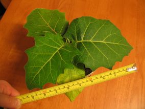 Solanum sessiliflorum