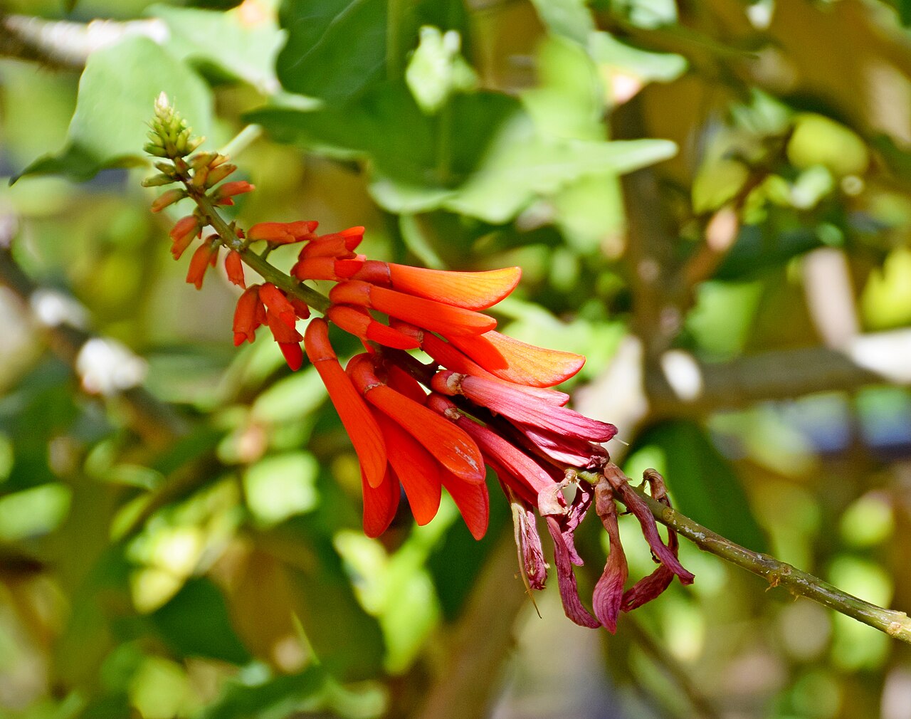 Dwarf coral tree