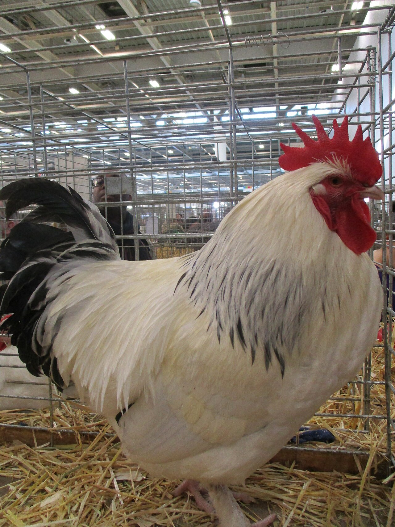 Bourbourg chicken