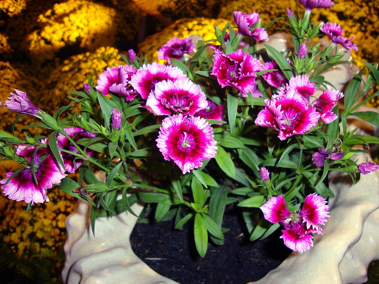 Dianthus chinensis