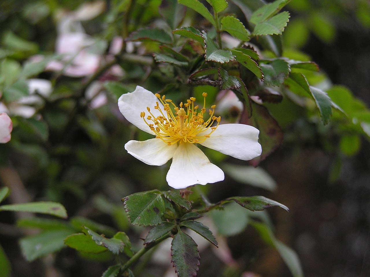 Rosa henryi
