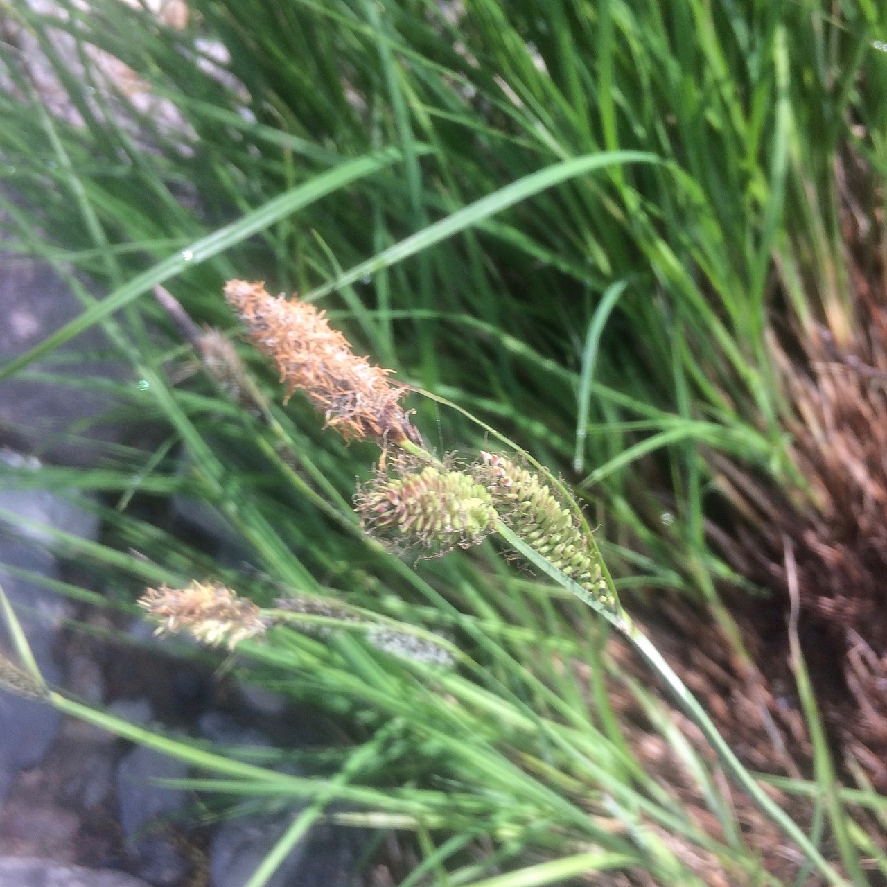 Carex nudata
