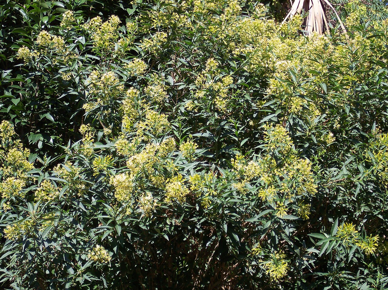 Cestrum salicifolium