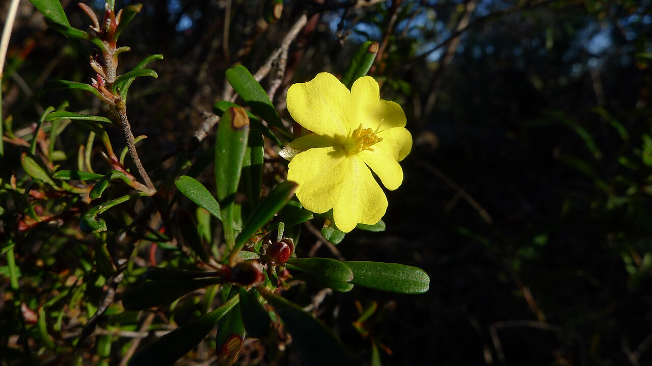 Hibbertia bracteata