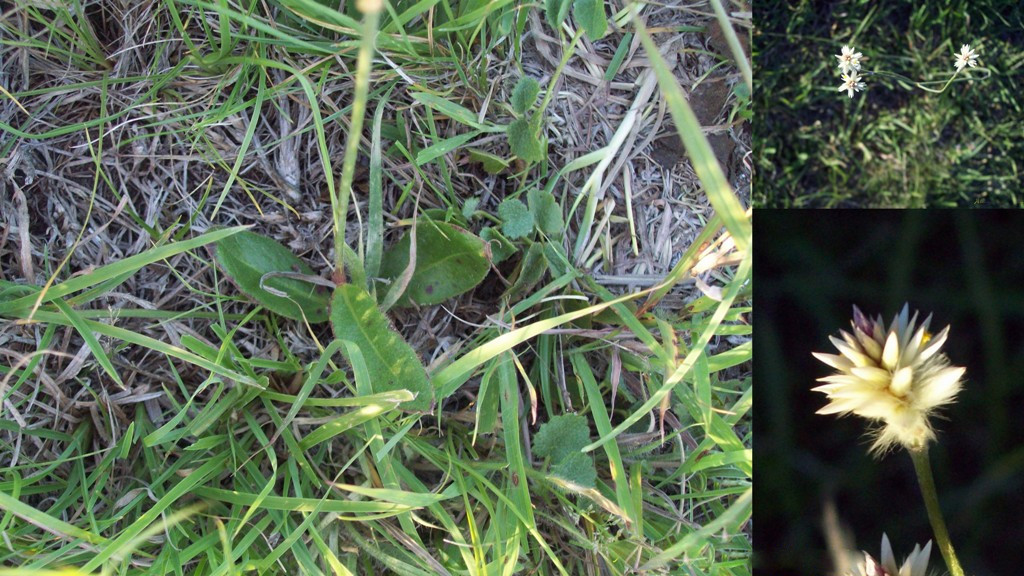 Gomphrena sericea