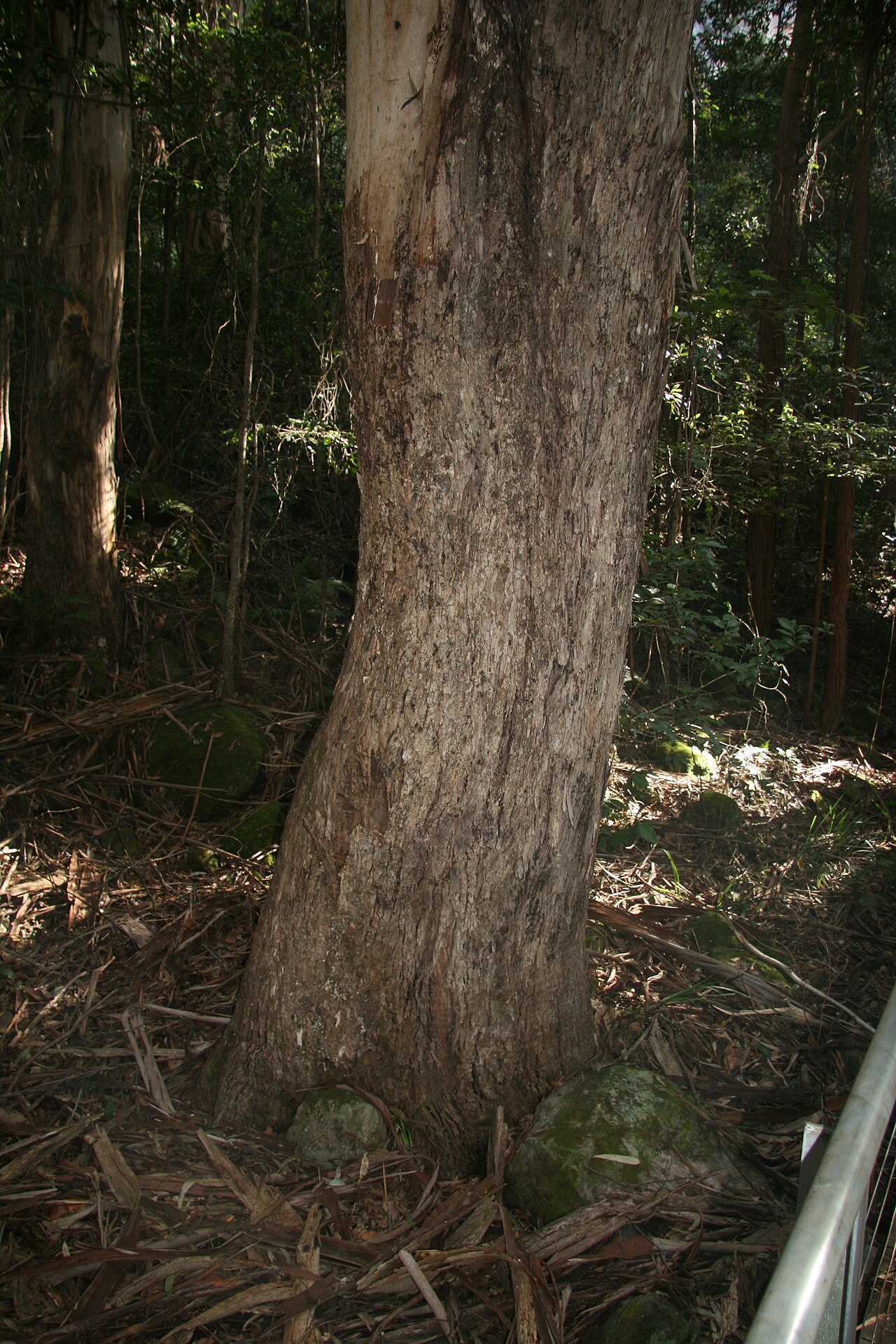 Mountain grey gum