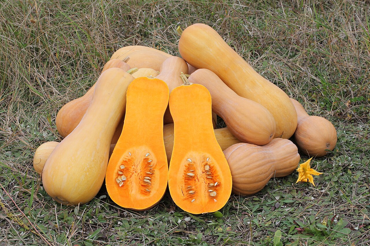 Waltham Butternut Squash