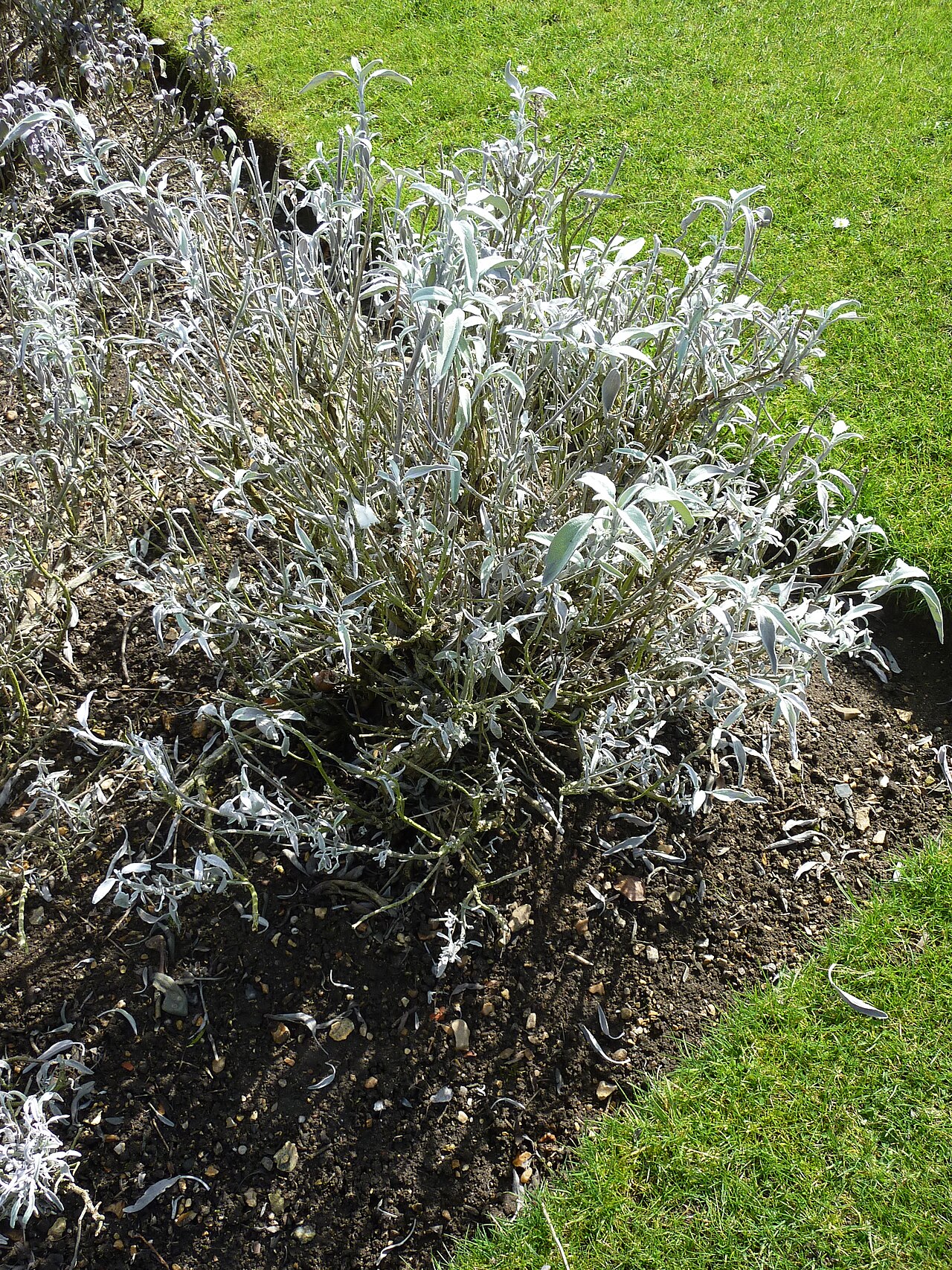 Salvia albiflora