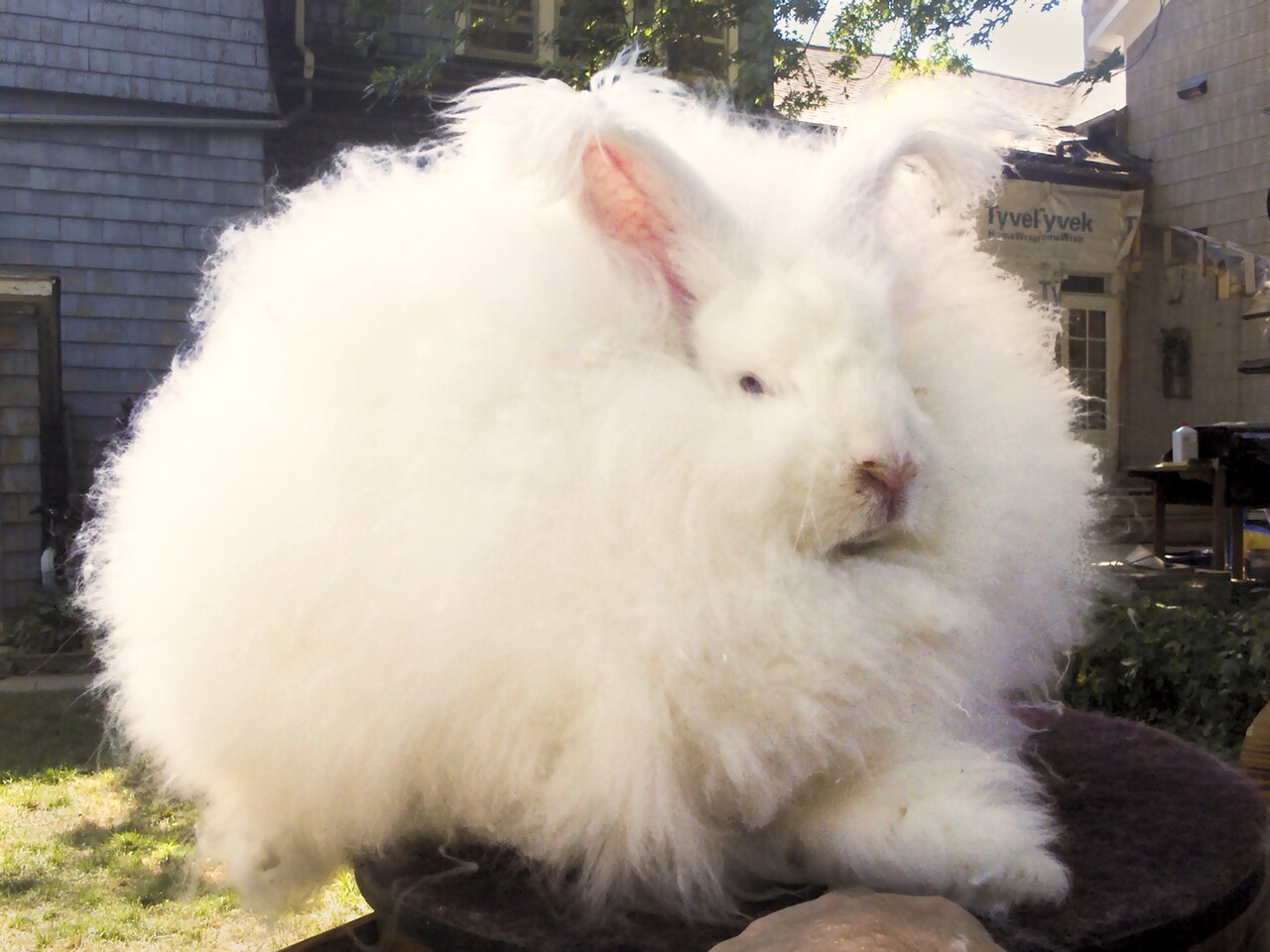 Angora rabbit