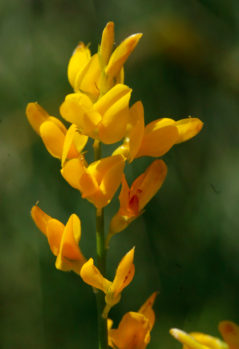 Genista demarcoi
