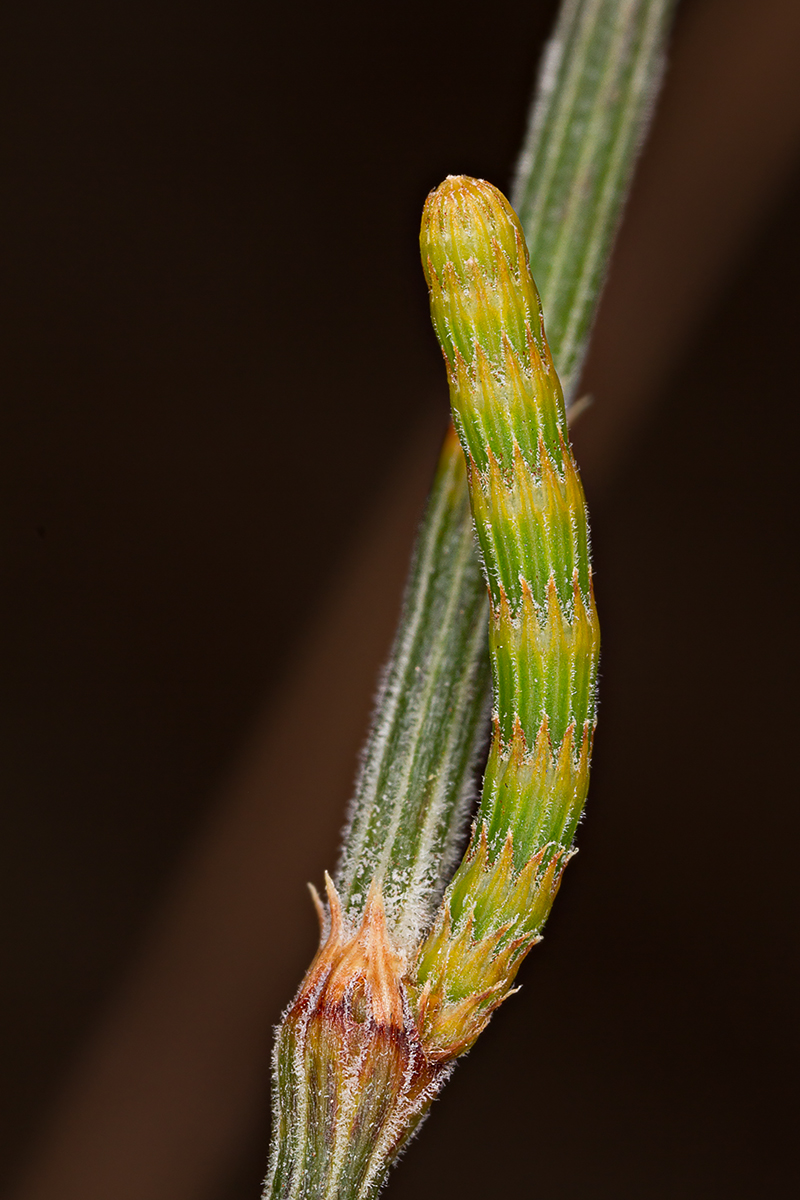 Allocasuarina verticillata