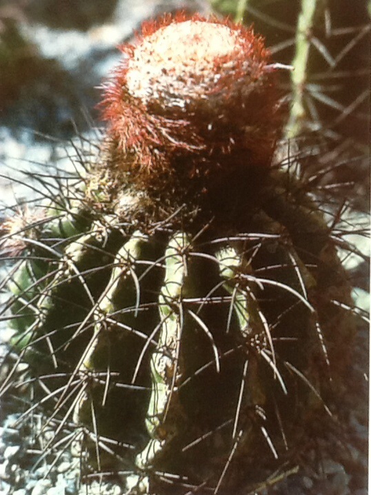 Melocactus estevesii