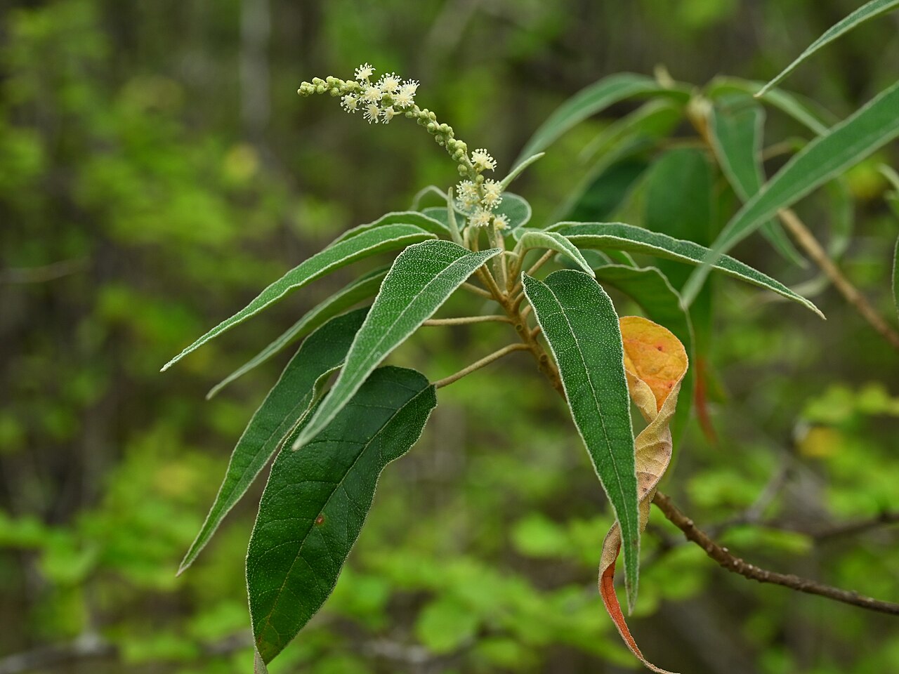 Croton astroites