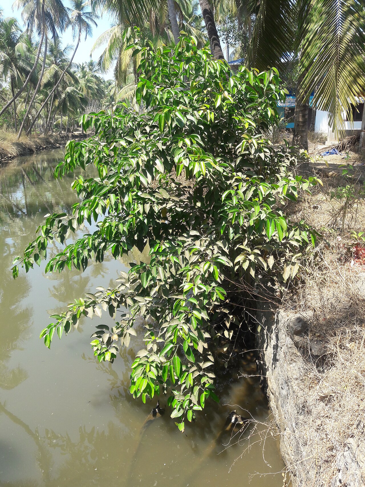 Ficus amplissima