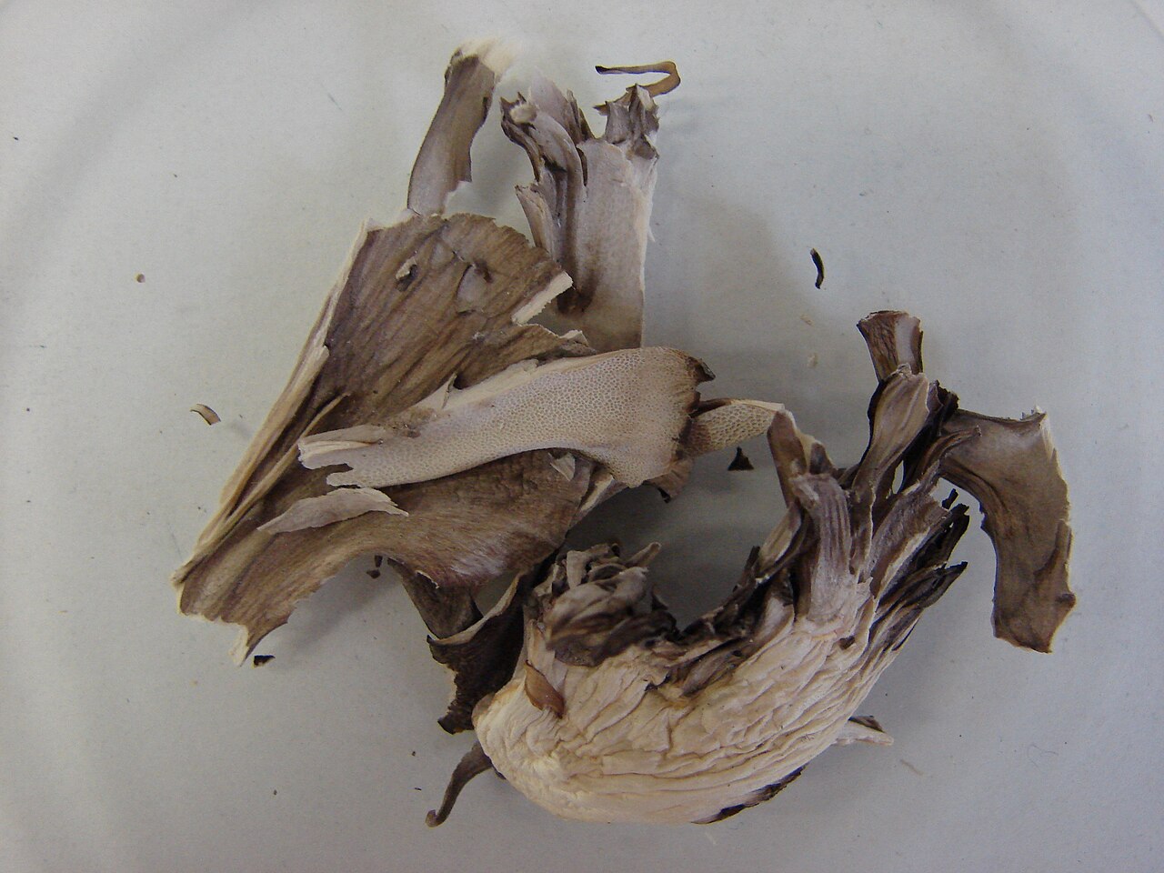 Hen-of-the-woods