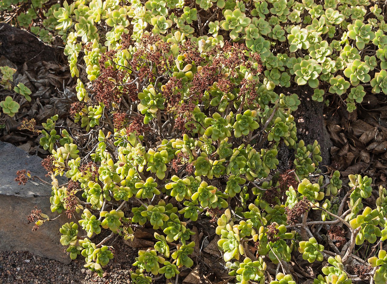 Aeonium lindleyi