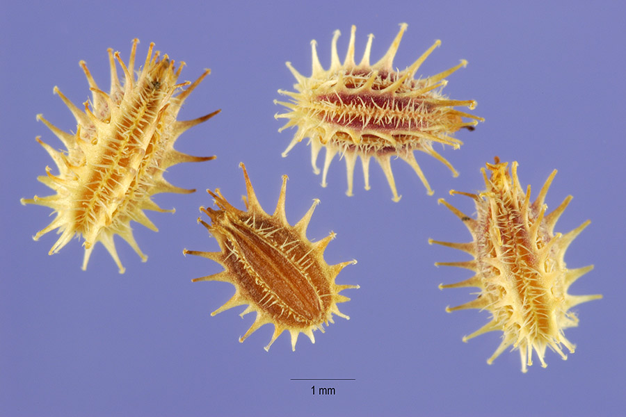 Daucus pusillus