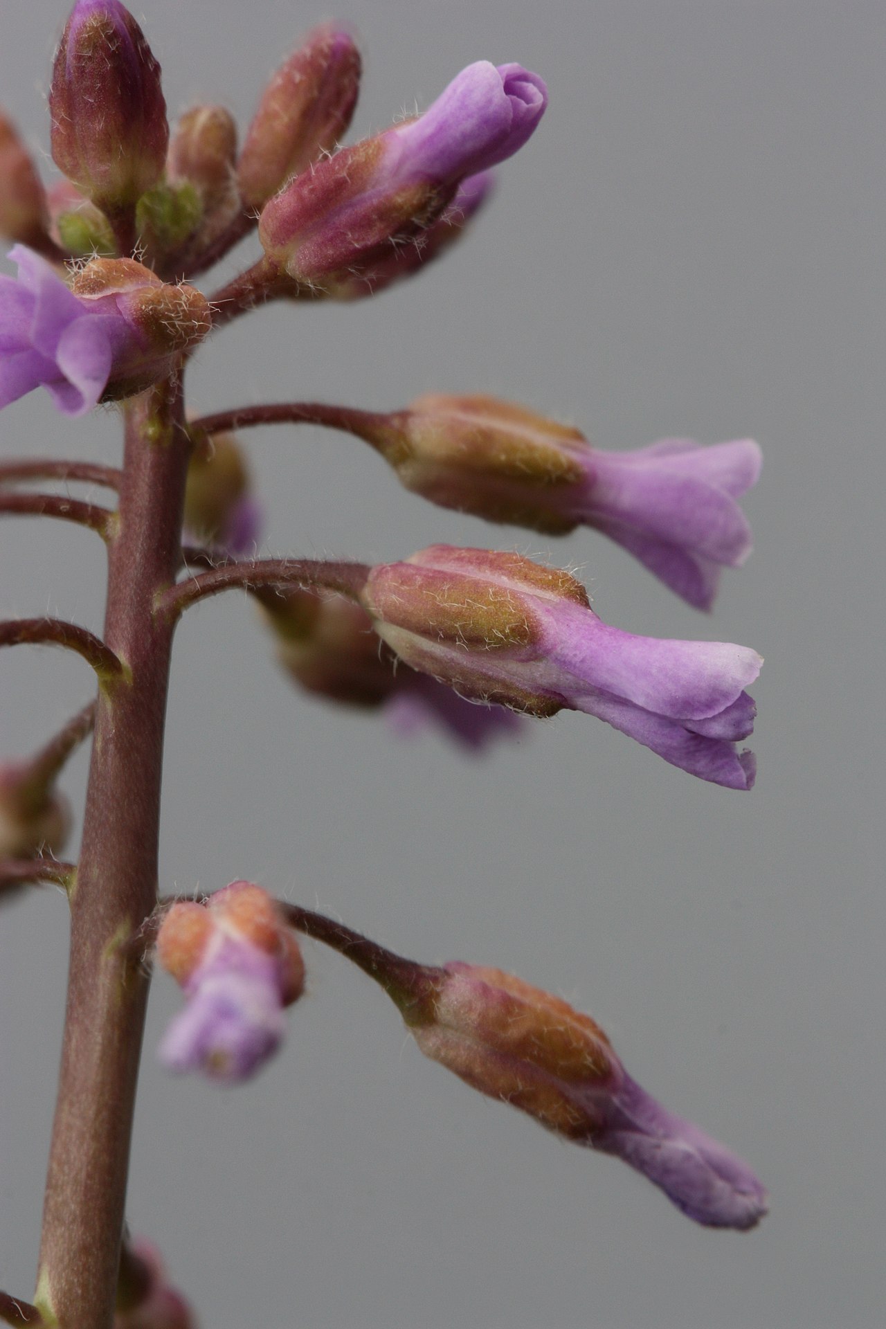 Boechera sparsiflora