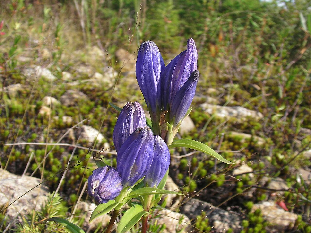 Gentiana linearis