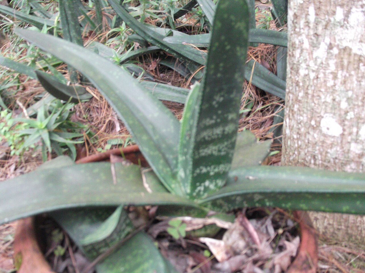 Gasteria acinacifolia