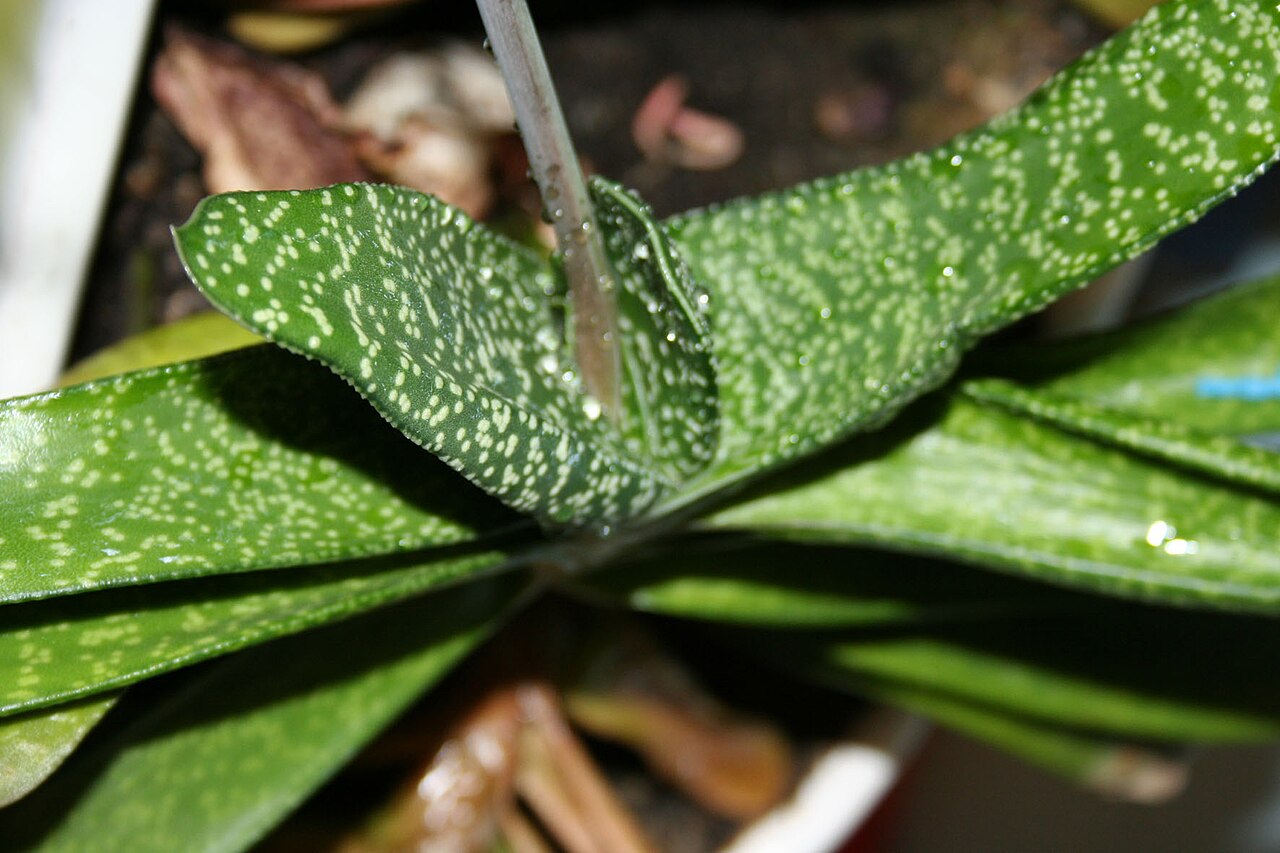 Gasteria carinata