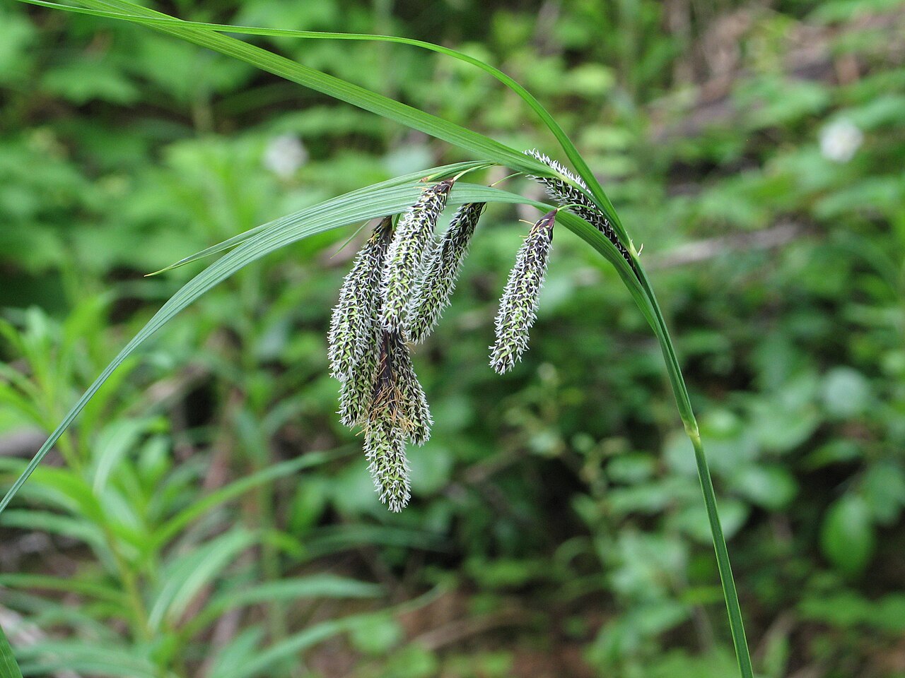 Carex mertensii